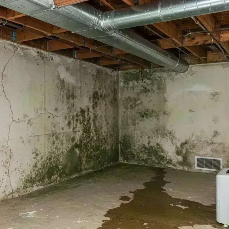 Professional Mold Removal in Audubon Park, KY